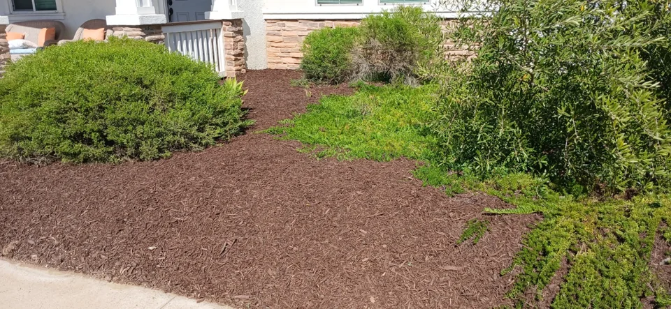 After: The front planting bed after fresh brown mulch was installed around the existing shrubs and tree.
