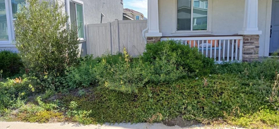 Before: Front planting bed with overgrown groundcover before the mulch refresh.
